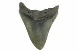 Bargain, Fossil Megalodon Tooth - South Carolina #356830-1